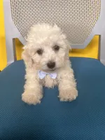 Milo, a male Bichon Frise for sale in Whitman, MA – Photo 3 of 3