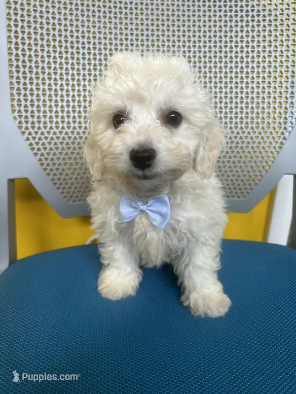 Milo – Bichon Frise puppy for sale in Whitman, MA