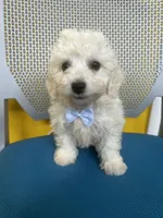Milo, a male Bichon Frise for sale in Whitman, MA – Photo 1 of 3