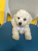 Milo, a male Bichon Frise for sale in Whitman, MA – Photo 2 of 3