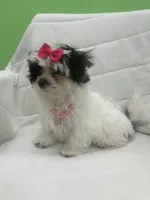 Skittles , a female Mal Shi for sale in Whitman, MA – Photo 2 of 4