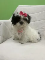 Skittles , a female Mal Shi for sale in Whitman, MA – Photo 4 of 4