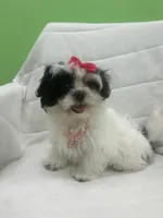 Skittles , a female Mal Shi for sale in Whitman, MA – Photo 1 of 4