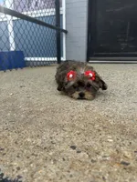 Rose , a female Shorkie for sale in Whitman, MA – 2 of 4