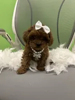 Cherry , a female Japanese Chin and Shih Tzu for sale in Whitman, MA – 2 of 2