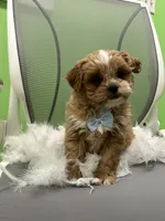 Miles , a male Shihpoo and Cavalier King Charles Spaniel for sale in Whitman, MA – 2 of 3