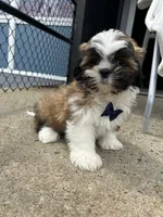 Orange , a male Shih Tzu for sale in Whitman, MA – 2 of 3