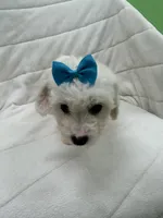 Juliet , a female Bichon Frise for sale in Whitman, MA – Photo 2 of 3