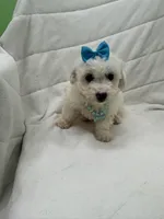 Juliet , a female Bichon Frise for sale in Whitman, MA – Photo 3 of 3