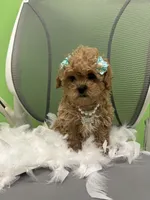 Coco, a female Cavapoo and Shih Tzu for sale in Whitman, MA – 2 of 2