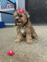 Pudding , a female Shorkie for sale in Whitman, MA – 3 of 3