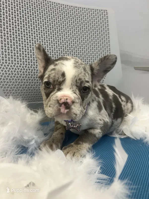 Gem – French Bulldog puppy for sale in Whitman, MA