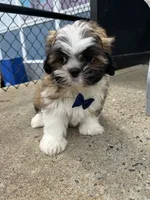 Orange , a male Shih Tzu for sale in Whitman, MA – 3 of 3