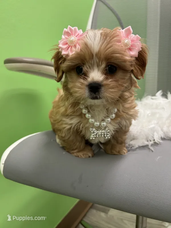 Delilah  – Shihpoo, Cavalier King Charles Spaniel puppy for sale in Whitman, MA
