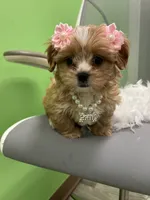 Delilah , a female Shihpoo and Cavalier King Charles Spaniel for sale in Whitman, MA – 1 of 3