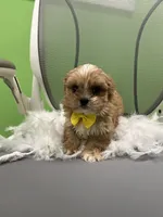 Bam bam , a male Shihpoo and Cavalier King Charles Spaniel for sale in Whitman, MA – 4 of 4
