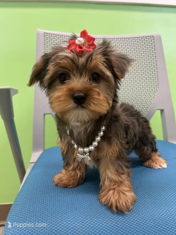 Eve, a female Yorkshire Terrier for sale in Whitman, MA – Photo 1 of 3