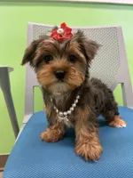 Eve, a female Yorkshire Terrier for sale in Whitman, MA – Photo 1 of 3