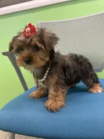 Eve, a female Yorkshire Terrier for sale in Whitman, MA – Photo 2 of 3