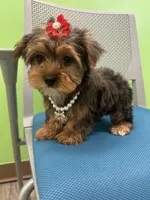 Eve, a female Yorkshire Terrier for sale in Whitman, MA – Photo 3 of 3