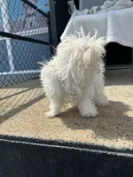 Melisaa, a female Morkie for sale in Whitman, MA – 3 of 3