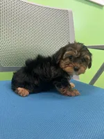 Passion, a male Yorkshire Terrier for sale in Whitman, MA – Photo 2 of 3