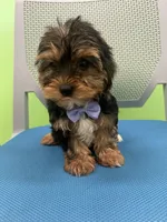 Passion, a male Yorkshire Terrier for sale in Whitman, MA – Photo 3 of 3