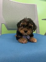 Passion, a male Yorkshire Terrier for sale in Whitman, MA – Photo 1 of 3