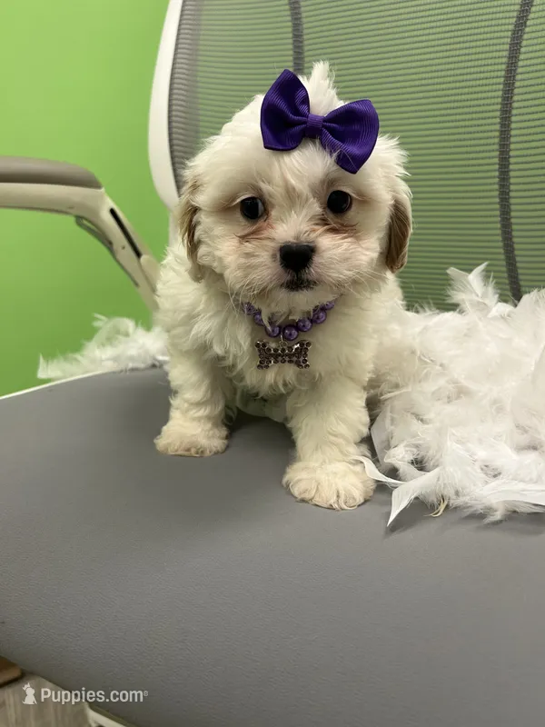 Tulip  – Shihpoo, Cavalier King Charles Spaniel puppy for sale in Whitman, MA