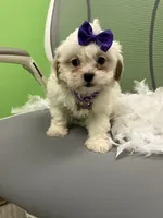 Tulip , a female Shihpoo and Cavalier King Charles Spaniel for sale in Whitman, MA – 1 of 3