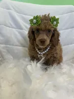 Ava, a female Poodle - Toy  for sale in Whitman, MA – Photo 2 of 4