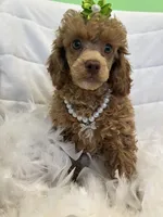 Ava, a female Poodle - Toy  for sale in Whitman, MA – Photo 4 of 4