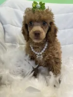 Ava, a female Poodle - Toy  for sale in Whitman, MA – Photo 3 of 4