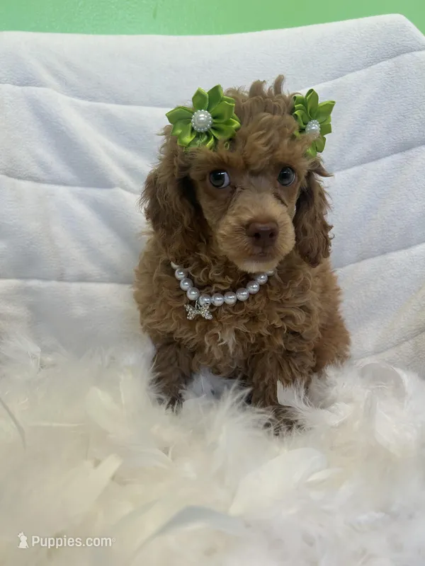 Ava – Poodle - Toy  puppy for sale in Whitman, MA