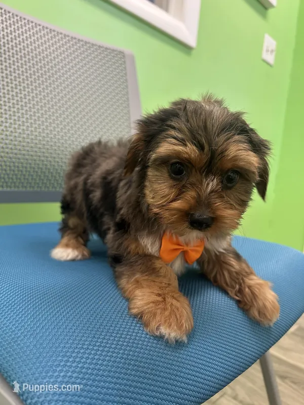 Jordan , a male Yorkshire Terrier for sale in Whitman, MA – Photo 1 of 4