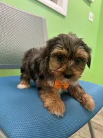 Jordan , a male Yorkshire Terrier for sale in Whitman, MA – Photo 1 of 4
