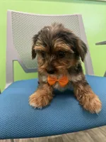 Jordan , a male Yorkshire Terrier for sale in Whitman, MA – Photo 2 of 4