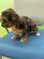 Jordan , a male Yorkshire Terrier for sale in Whitman, MA – Photo 4 of 4