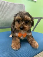 Jordan , a male Yorkshire Terrier for sale in Whitman, MA – Photo 3 of 4
