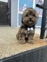 Marco , a male Shorkie for sale in Whitman, MA – 3 of 4