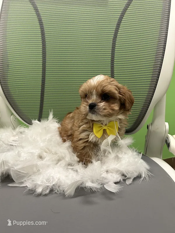 Bam bam  – Shihpoo, Cavalier King Charles Spaniel puppy for sale in Whitman, MA