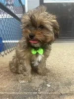 Brownie , a male Shorkie for sale in Whitman, MA – 2 of 3