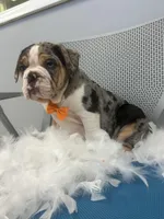 Cliff , a male English Bulldog for sale in Whitman, MA – Photo 2 of 3