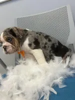 Cliff , a male English Bulldog for sale in Whitman, MA – Photo 3 of 3