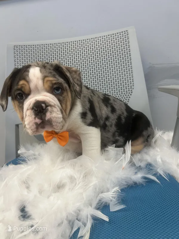 Cliff  – English Bulldog puppy for sale in Whitman, MA