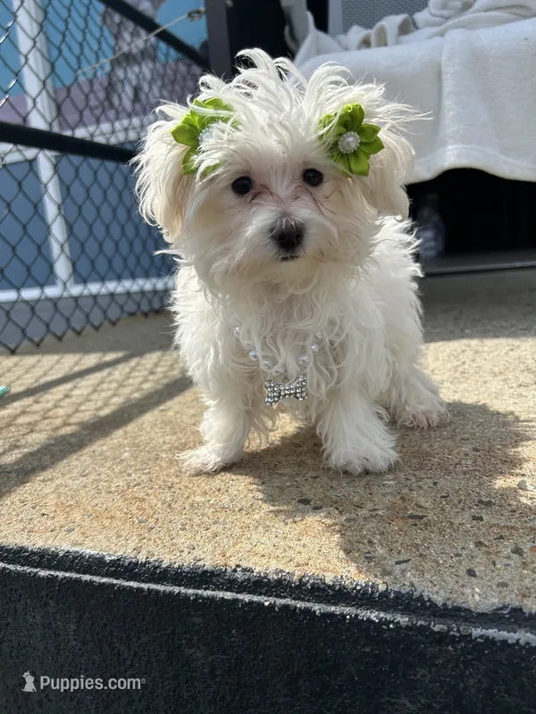 Melisaa – Morkie puppy for sale in Whitman, MA