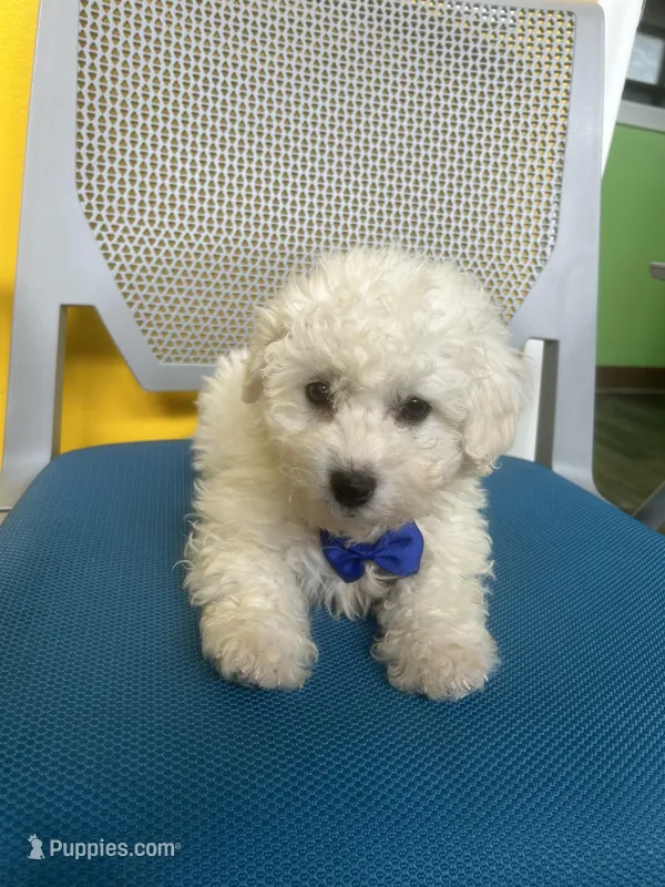 Harlem  – Bichon Frise puppy for sale in Whitman, MA