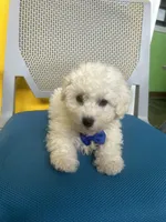 Harlem , a male Bichon Frise for sale in Whitman, MA – Photo 1 of 3