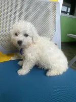 Harlem , a male Bichon Frise for sale in Whitman, MA – Photo 3 of 3