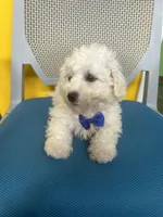 Harlem , a male Bichon Frise for sale in Whitman, MA – Photo 2 of 3